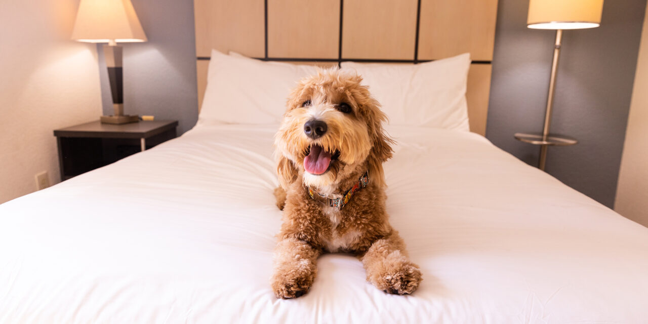 PAWS “Pets Are Welcome at Sonesta” Pet-Friendly Program Debuts for National Pet Month
