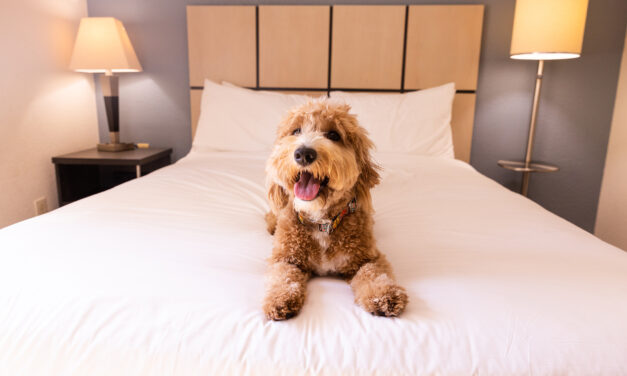 PAWS “Pets Are Welcome at Sonesta” Pet-Friendly Program Debuts for National Pet Month