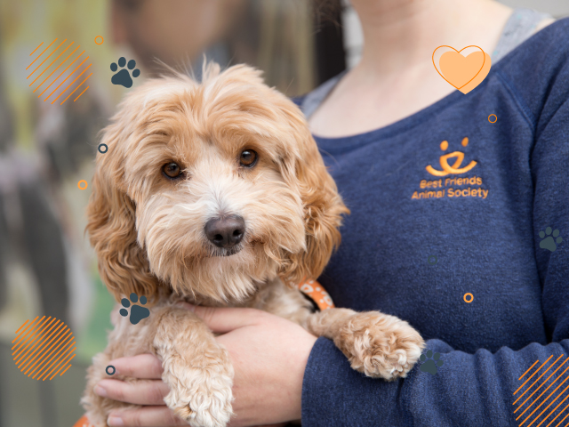 Sonesta Teams Up with Best Friends Animal Society to Support Saving  Homeless Animals